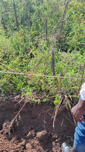 SHAFIC CLASS MONITOR (PAPA) (@shaficclassmonitor)’s videos with original sound - SHAFIC CLASS MONITOR (PAPA)