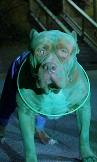 180lb Pit Bull HULK gets an 'incredible' Marvel makeover 👌 | Dog Dynasty