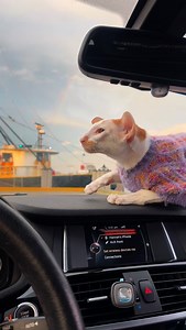 Winstony sits on the dashboard to get a panoramic view of the seagulls 😎 And check out that rainbow in the background, too! 🌈🐦 | fivecrazycats