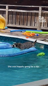 928K views · 1.3K reactions | That's the last time I watch JAWS before taking a dip! 藍麗 (Via - Amy H.) | The Pet Collective | Facebook