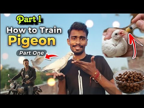 How to Train Pigeon | Step by Step Training Guide | Part 1 🕊️❤️😊