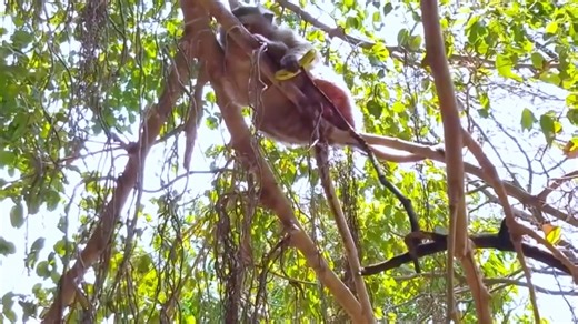 27K views · 636 reactions | The newborn baby monkey | Monkey Video | Facebook