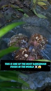 1.2M views · 9.2K reactions | Isa ito sa pinakamapanganib na pagkain sa mundo ☠️ Follow for more  #FunTux #Informative #trivia #trendingreels #informationtechnology #information #filipino #viralreelsfb #tagalog #reels #tiktok #informational #viralshorts2025 #pilipinas #pinoy #factsyoudidntknow #KonjacToxins #DangerousFoods #FoodSafety #HealthRisks #ToxicFoods #NutritionAwareness #FoodFacts #HealthyEating #ConsumerEducation #StayInformed | Fun Tux | Facebook
