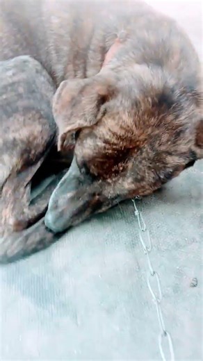 Amresh pure dilogue #youtubeshorts