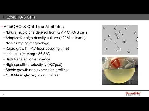 Latest Developments in High Titer Transient Protein Expression using the ExpiCHO