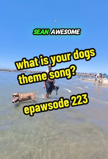Shawn. Coolest dog on the block. Instant classic 🤌 #dogsoftiktok #dogs #dogtok #beachdogs #dogvideos #doglife #doglover #dogbeach