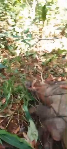 6.9K reactions · 43 shares | Babi hutan super besar #photography #wolf #dogs #wild | Porbi Channel Porbi Channel | Facebook