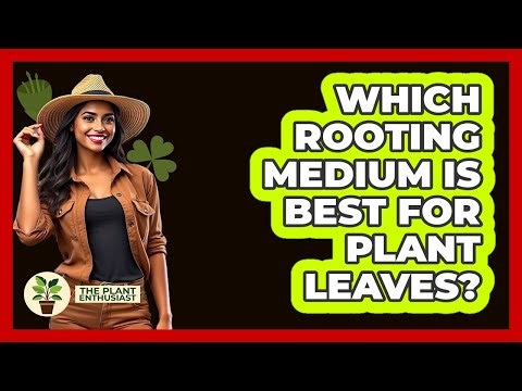 Which Rooting Medium Is Best for Plant Leaves?