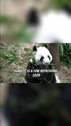 Everything You Ever Wanted to Know About Pandas