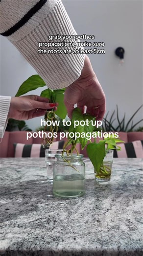 How to pot up pothos propagations 💚 I always have pothos propagations in water all over our house, but it’s time to pot them up! It’s super easy to pot up pothos propagations, simply make sure the roots are more than 5cm long and pop them into well draining soil. I usually group multiple propagations together to make a fuller plant but you can pot them separately too! #plantparent #planttiktok #planttok #planthacks #houseplantsoftiktok #houseplantcommunity #houseplant #houseplants #houseplantcl