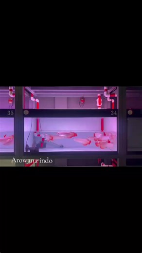 super red premium #arowana #fyppppppppppppppppppppppp #arowanamalaysia #arowanaindonesia #arowanalovers
