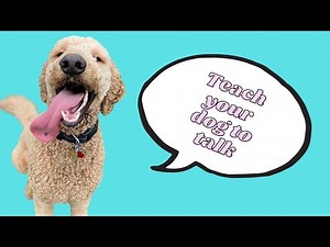 "OUT" button and how to create the association to words | TEACH YOUR DOG TO TALK using buttons!
