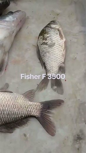 Электроудочка Отчет клиента #рыбалка #рыба #world #озеро #электроудочка #carpfishing #fishing