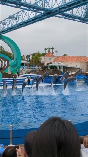 10+ Dolphins Jump at Once 🐬💦#dolphinjump #dolphinencounter #seacreatures #seaanimals #seaworld