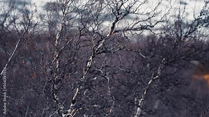 Dark, gnarled, and twisted dwarf birch trees on the moss-covered hill. Snow-covered mountains in the background. Slow-motion, pan follow right Stock Video