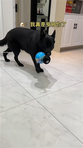 If He Tries to Outsmart the Dog — His Secret Money Gets Exposed