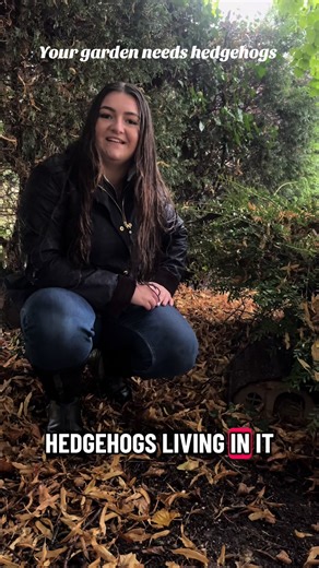 Hedgehogs: The Adorable Heroes of Your Garden