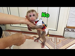 Baby monkey Tina pooped and hid, not wanting to get close to her mother