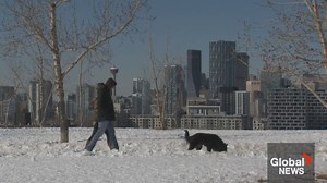 Calgary off-leash parks contaminated with dog feces, causing health problems: study