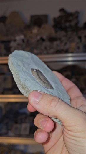 A superb Isotelus from the Ordovician of Martime Quebec. . . . #trilobite #fossils #bugs #fossilhunter #rockhound fossil paleontologist paleontology geologist canada Toronto deeptime nature biology adventure explore discovery marinebiology hunting discover curiosity science mining jurassicpark photography dinosaur evolution naturalworld earth rock | Paleo Archives