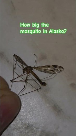 You Won't Believe How Huge Alaska's Mosquitoes Get #asmr #mosquito