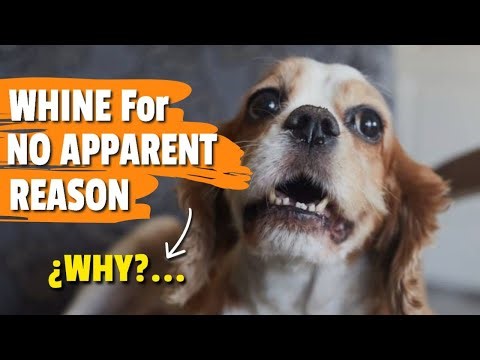 🐶😦 ¿Why Does My DOG WHINE for No Apparent Reason?