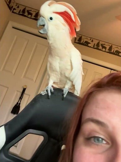 Hilarious Cockatoo's Epic Screaming Compilation! #moluccancockatoo