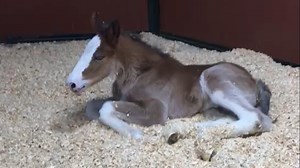 Training facility for Budweiser Clydesdales welcomes first foal of the year 'Carly'