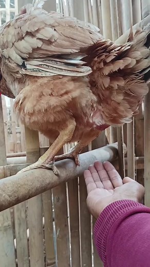 Hen Lays Egg: Watch the First Egg Being Laid