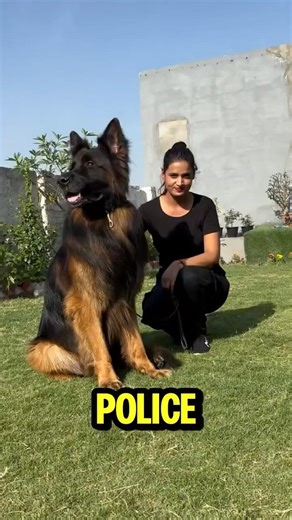 Top 3 Best Guard Dog