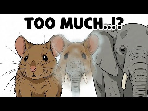 Elephant-Mouse Hybrid? This Genetic Engineering Could Be Possible!?