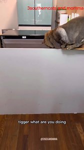 26K views · 1.2K reactions | Thats some Hocus Pocus Witchcraft  #3southern #cats #tiktok #loves #videos | 3 Southern Cats | Facebook