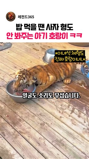 밥 먹을 땐 사자 형도 안 봐주는 아기 호랑이 ㅋㅋ