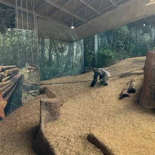 10K views · 298 reactions | The Toronto Zoo on Reels | Facebook