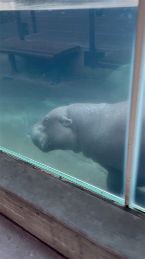 Pygmy Hippo San Diego Zoo