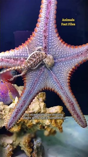 This Animal Can Regrow Its Entire Body 😳