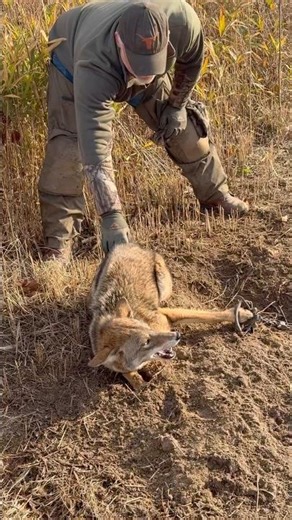 How to Pet a Coyote (And Live to Tell About It)