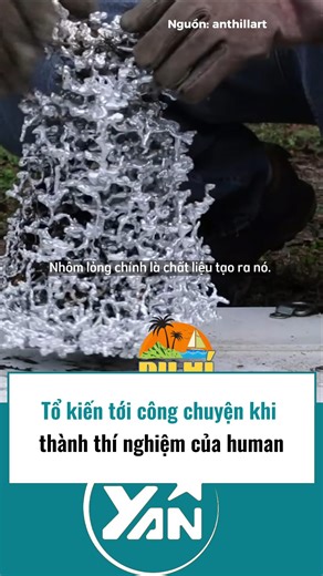 Tổ kiến tới công chuyện khi thành thí nghiệm của human | YAN Go