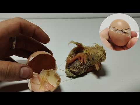 From Egg to Chick-Chick Hatching LIVE!