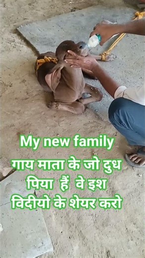 Cow maa ke vedio #cow #cowvideos #cowlover #cowvideo #cowfarm