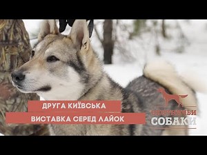 The Second Kyiv Dog Show Among the Laikas | Hunting Dogs No. 91