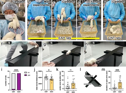 Third-party punishment-like behavior in a rat model - Scientific Reports