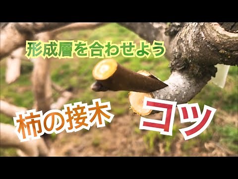 接ぎ木のコツ