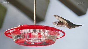 What to know before putting your bird feeder back up in Washington