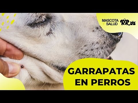 Garrapatas en Perros: Cómo localizarlas y quitarlas | Mascota y Salud