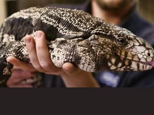 WATCH: Dog-sized lizards are invading parts of the United States