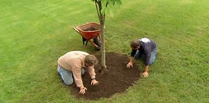How To Properly Mulch Around a Tree