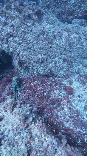 Octopus play up with fish #fypシ゚viralシfypシ゚ #fypシviralシ2025 #reelsviralシfb #ocean #sealife #spearfishing | Lyda