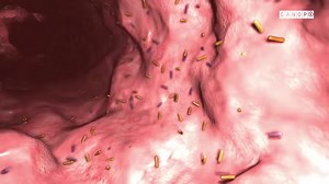 Le microbiote intestinal | La biologie