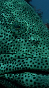 Hello humans #oceanreality | Ocean Reality Channel